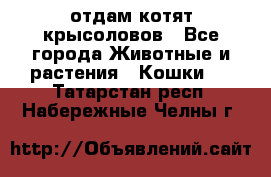 отдам котят крысоловов - Все города Животные и растения » Кошки   . Татарстан респ.,Набережные Челны г.